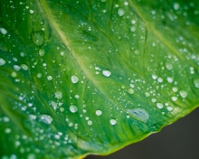 Screenshot №1 pro téma Leaf And Water Drops 220x176