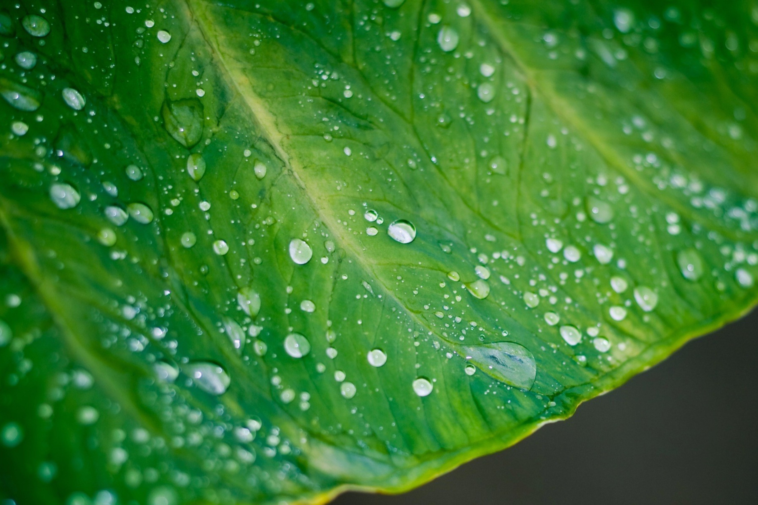Fondo de pantalla Leaf And Water Drops 2880x1920