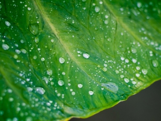Обои Leaf And Water Drops 320x240