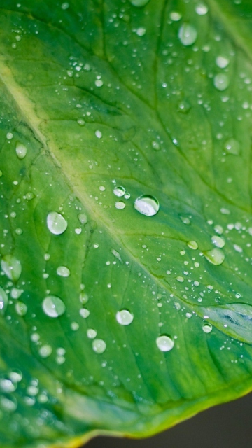 Обои Leaf And Water Drops 360x640