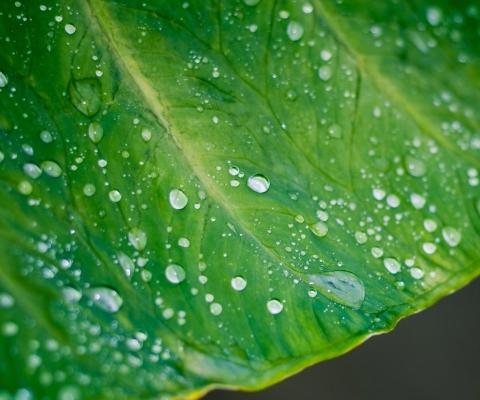 Обои Leaf And Water Drops 480x400