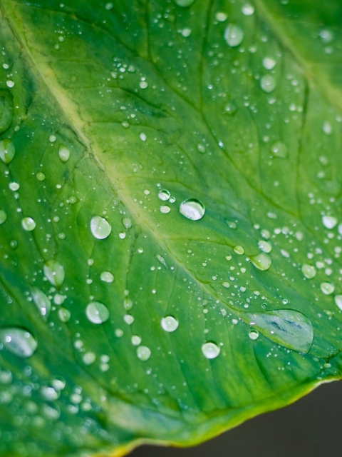 Sfondi Leaf And Water Drops 480x640
