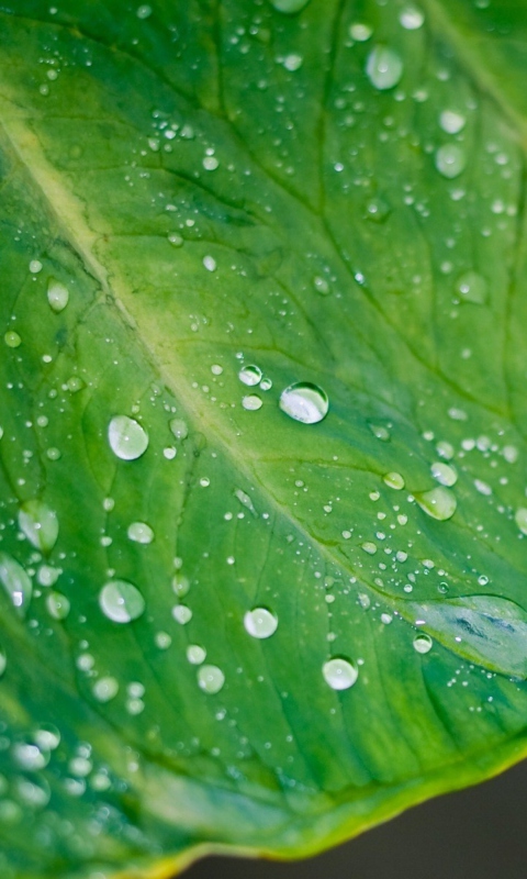 Sfondi Leaf And Water Drops 480x800