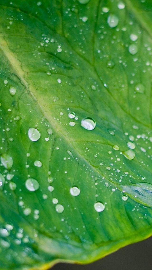 Sfondi Leaf And Water Drops 640x1136