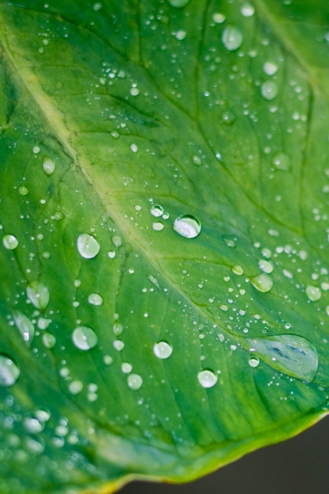 Screenshot №1 pro téma Leaf And Water Drops 640x960