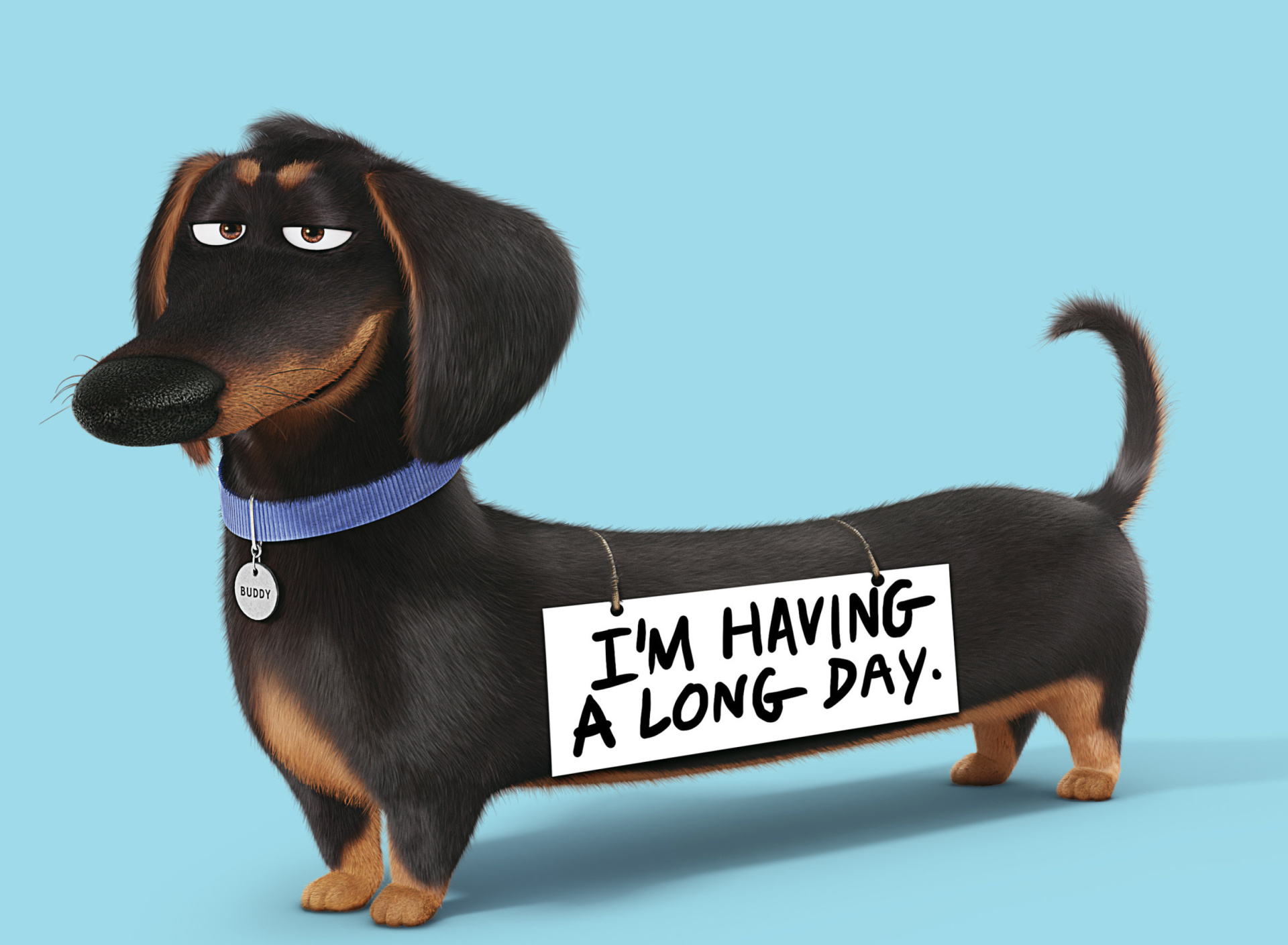 Das Buddy from The Secret Life of Pets Wallpaper 1920x1408