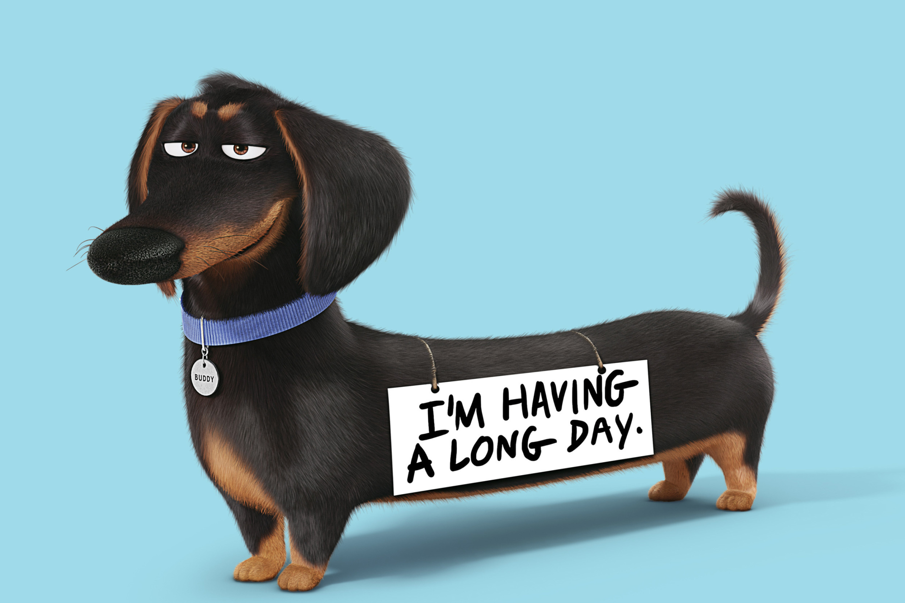 Das Buddy from The Secret Life of Pets Wallpaper 2880x1920