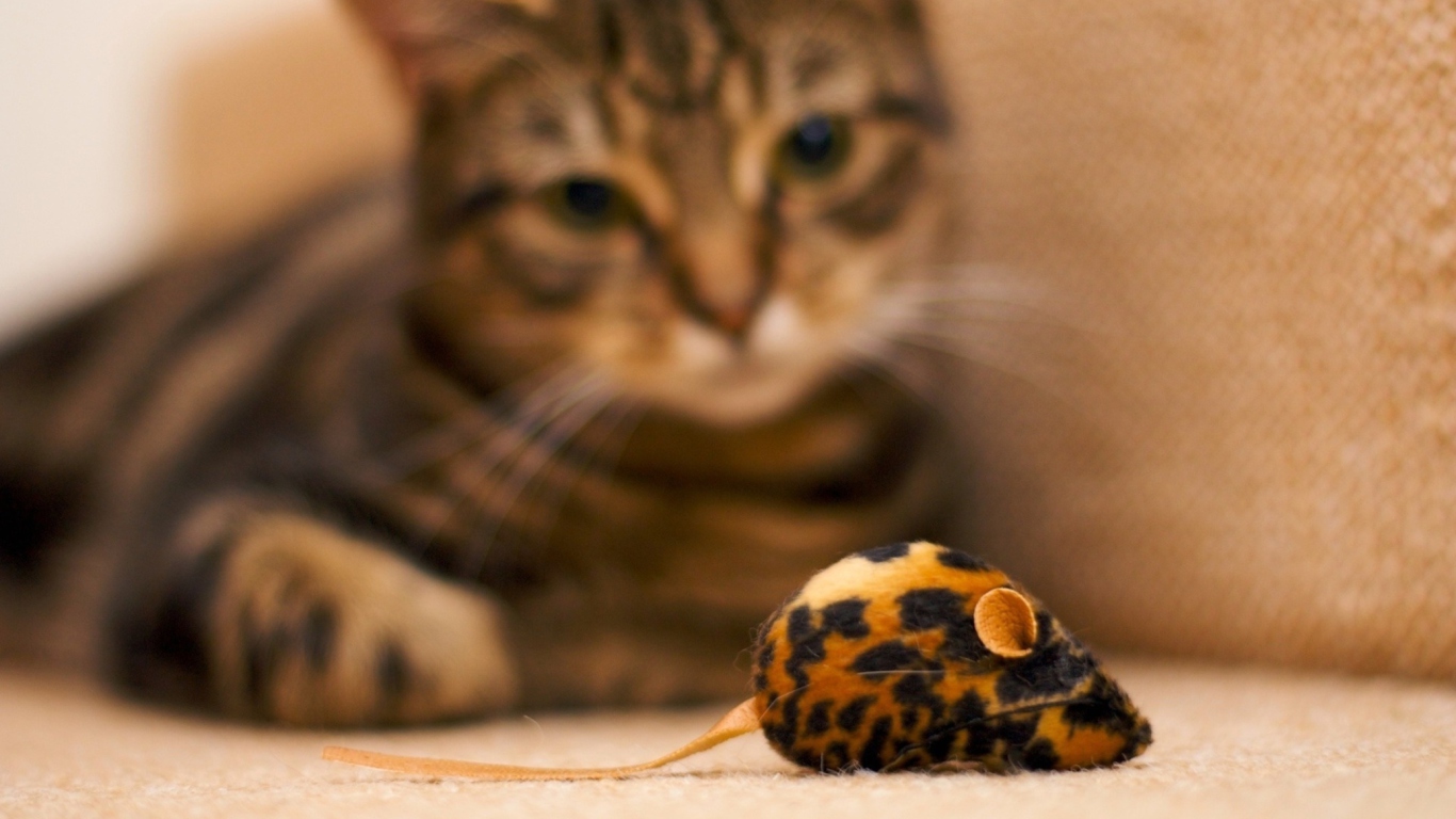 Cat And Mouse Toy screenshot #1 1366x768