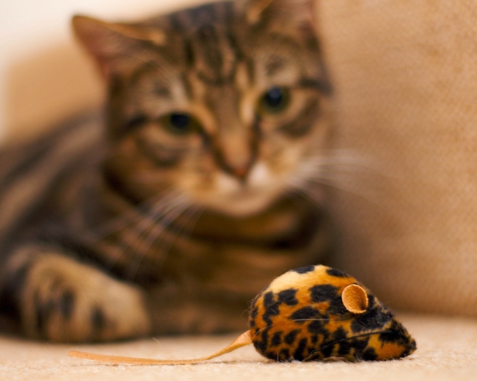 Cat And Mouse Toy wallpaper 1600x1280