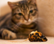 Cat And Mouse Toy wallpaper 176x144
