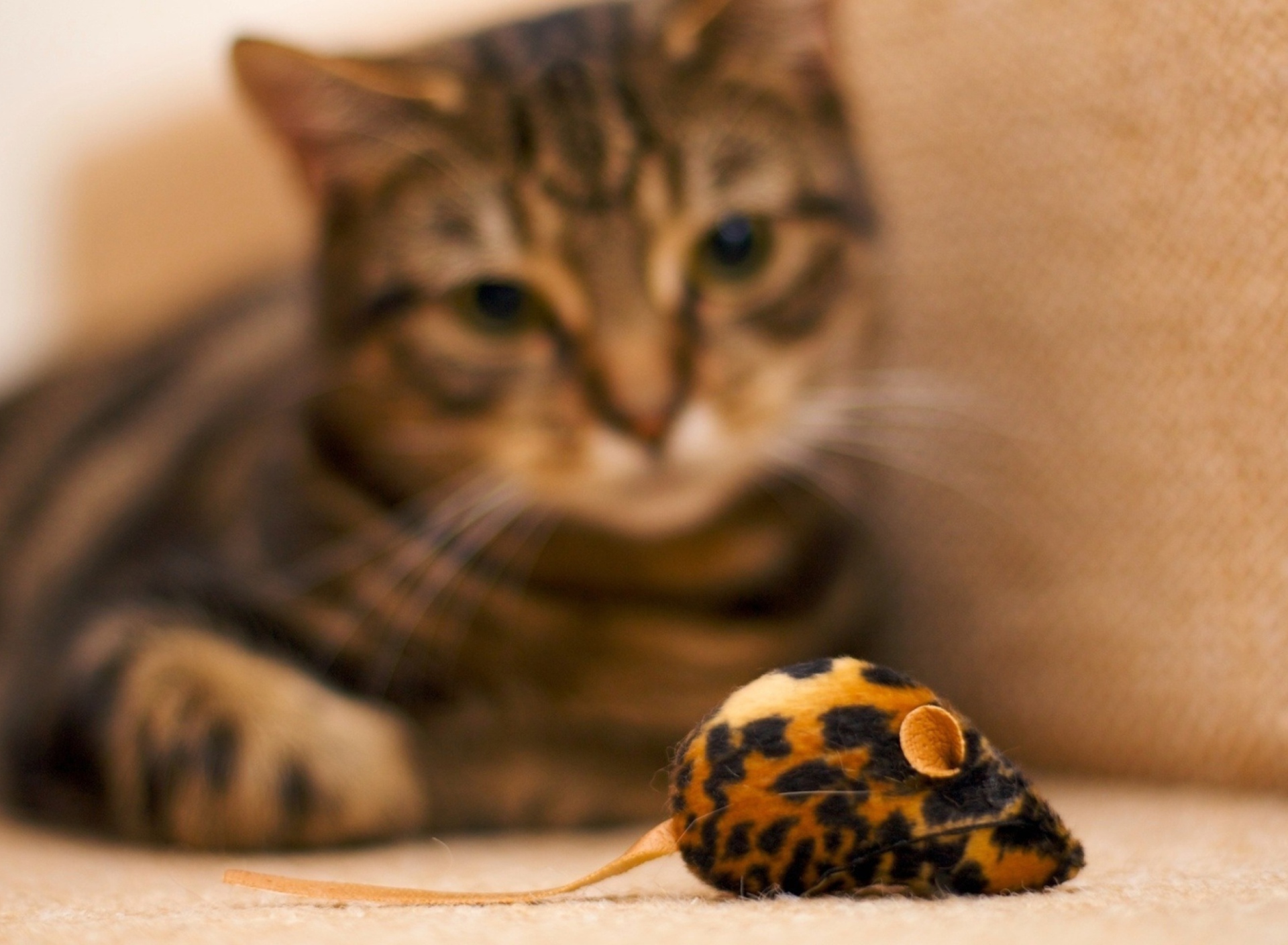 Cat And Mouse Toy wallpaper 1920x1408
