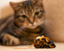 Cat And Mouse Toy wallpaper 220x176