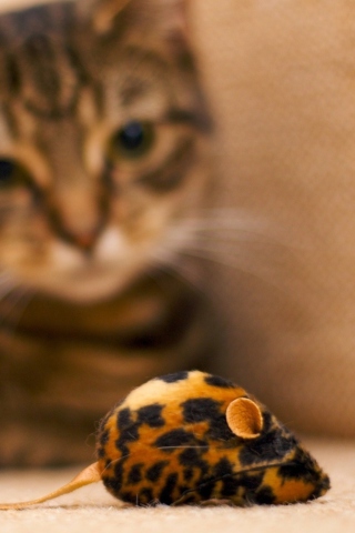 Cat And Mouse Toy wallpaper 320x480