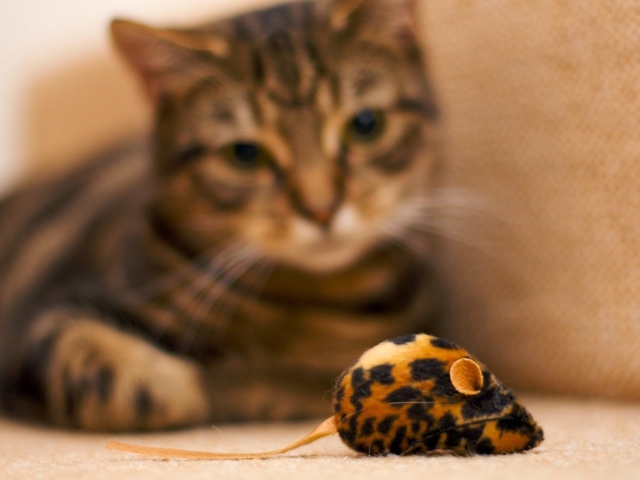Cat And Mouse Toy wallpaper 640x480