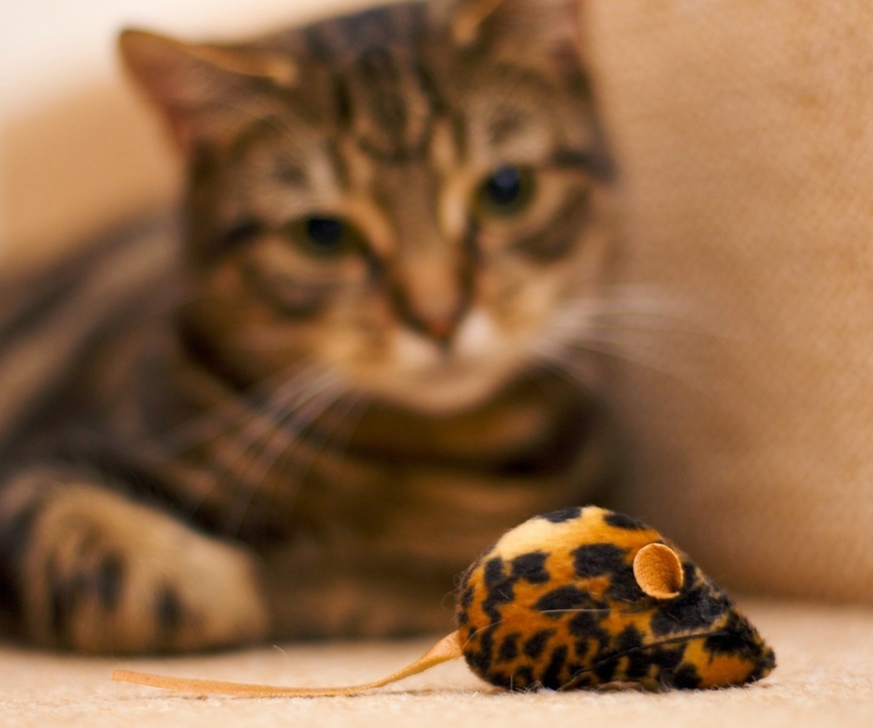 Cat And Mouse Toy wallpaper 960x800