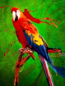 Big Parrot In Zoo wallpaper 132x176