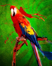 Das Big Parrot In Zoo Wallpaper 176x220