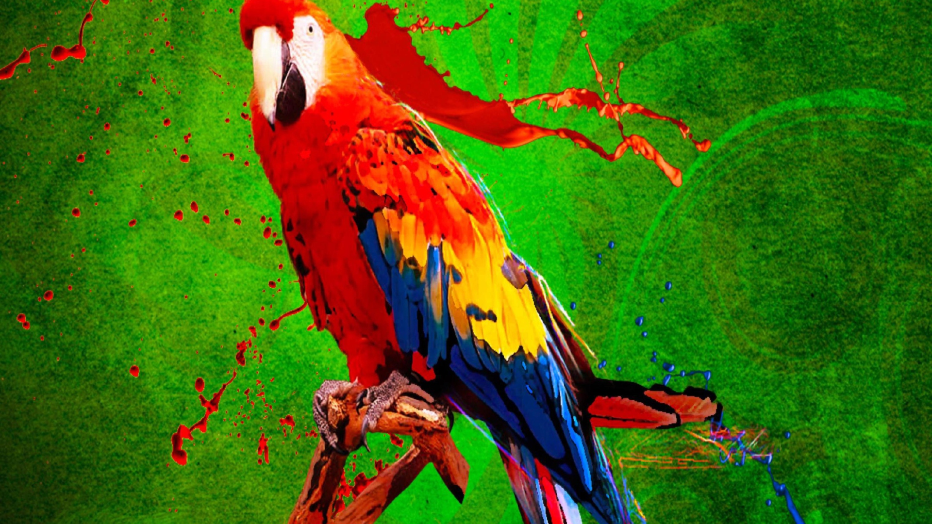 Обои Big Parrot In Zoo 1920x1080