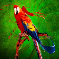 Das Big Parrot In Zoo Wallpaper 208x208