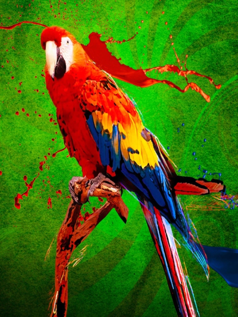 Das Big Parrot In Zoo Wallpaper 480x640
