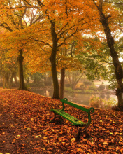 Fondo de pantalla Autumn in Patterson Park 176x220