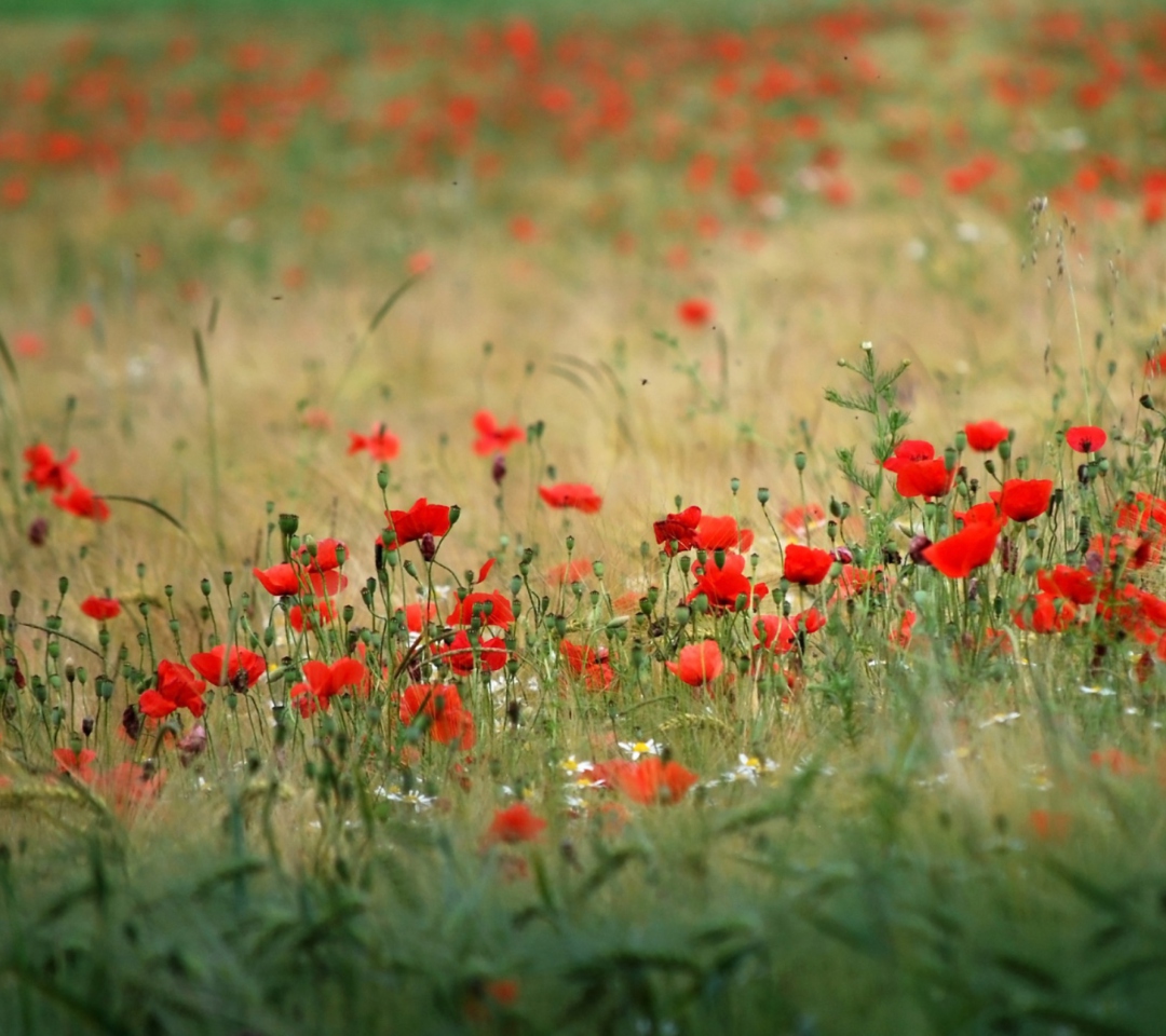Обои Poppies In Field 1080x960