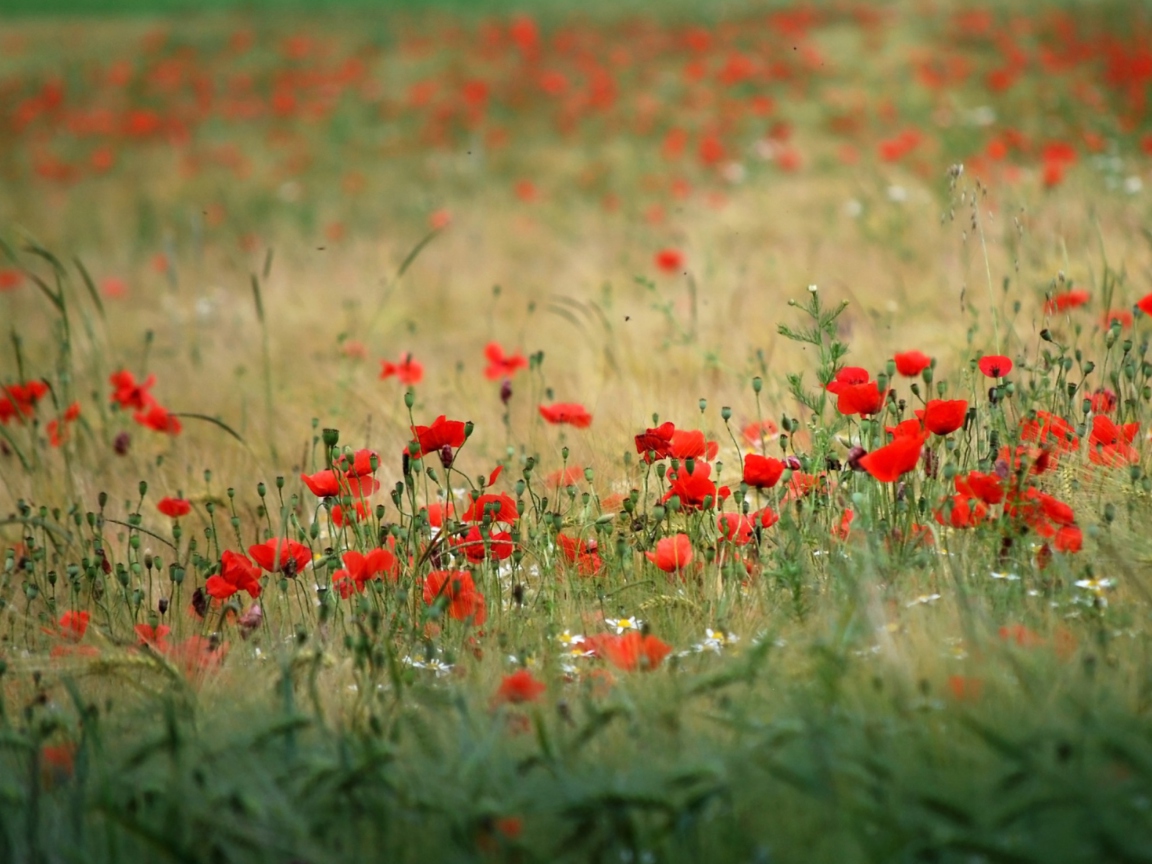 Screenshot №1 pro téma Poppies In Field 1152x864