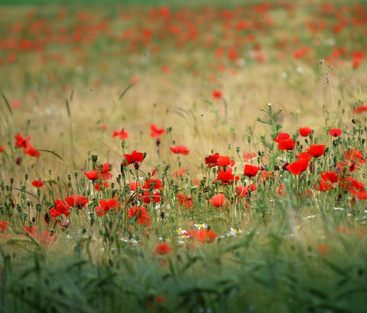 Poppies In Field screenshot #1 1200x1024
