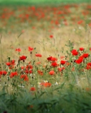 Das Poppies In Field Wallpaper 128x160