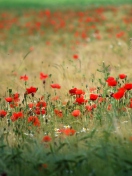 Poppies In Field screenshot #1 132x176