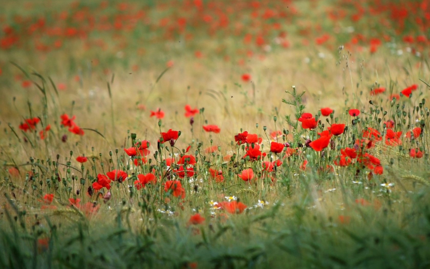 Sfondi Poppies In Field 1680x1050