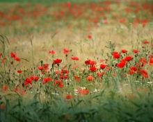 Das Poppies In Field Wallpaper 220x176