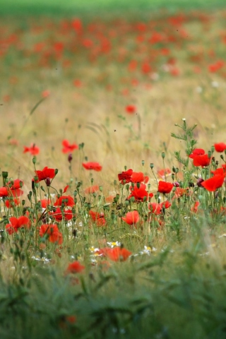 Poppies In Field screenshot #1 320x480