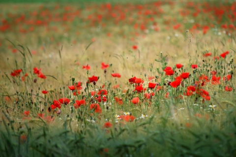 Poppies In Field screenshot #1 480x320