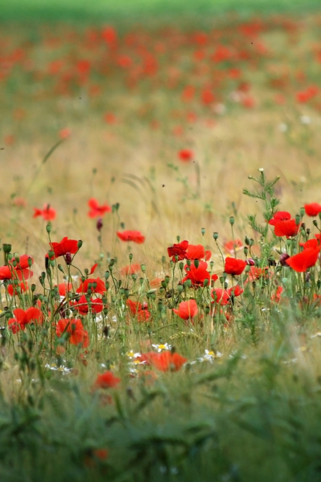Das Poppies In Field Wallpaper 640x960