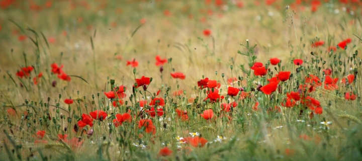 Poppies In Field screenshot #1 720x320