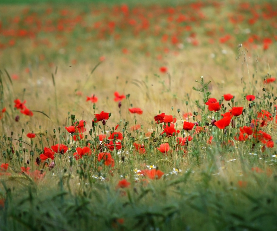 Poppies In Field wallpaper 960x800