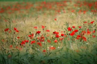 Poppies In Field Background for Android, iPhone and iPad