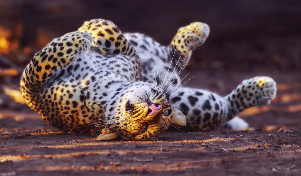 Leopard in Zoo wallpaper 1024x600