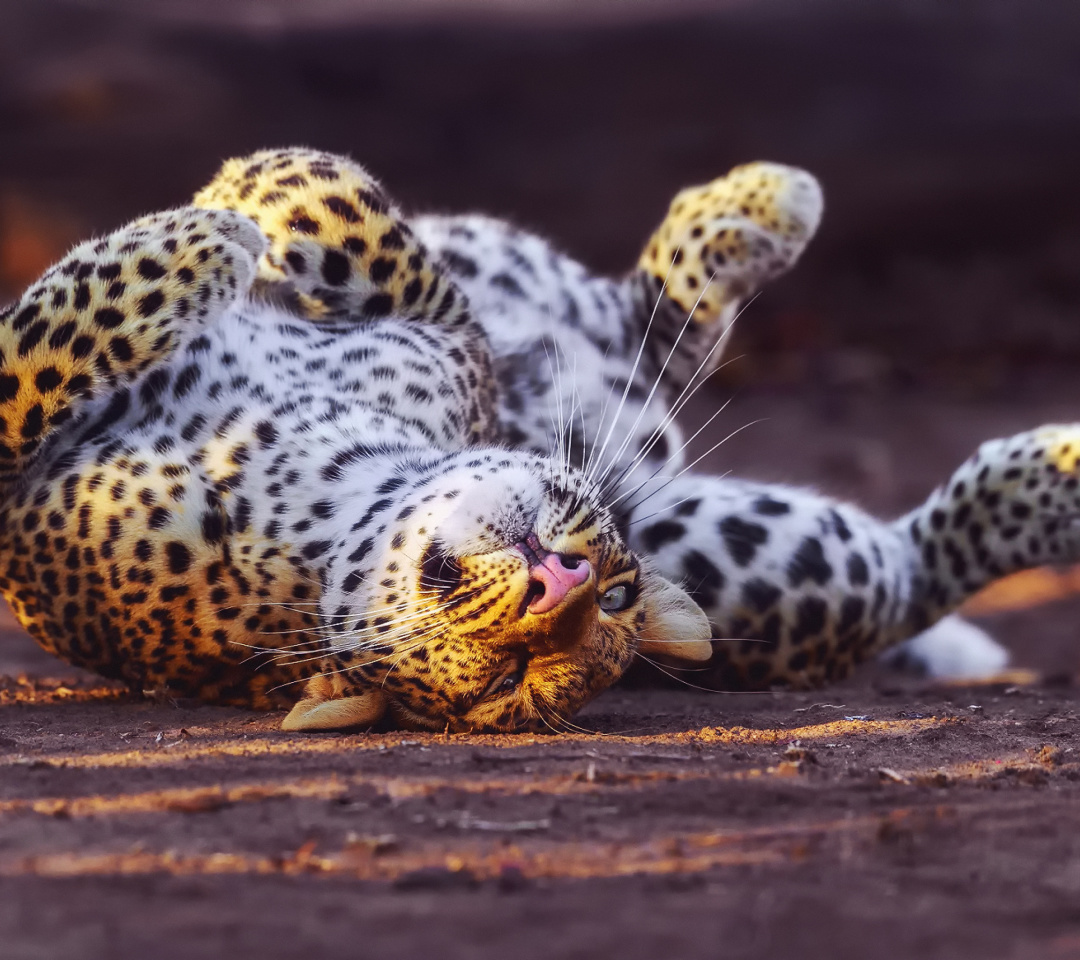 Leopard in Zoo wallpaper 1080x960