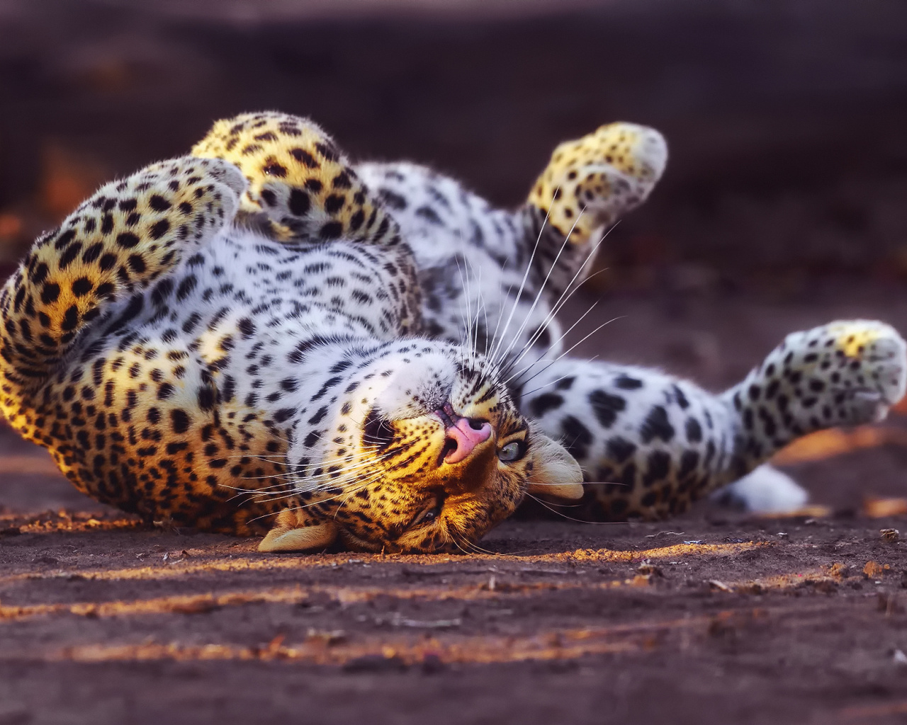 Fondo de pantalla Leopard in Zoo 1280x1024