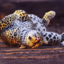 Screenshot №1 pro téma Leopard in Zoo 128x128