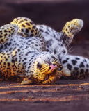 Screenshot №1 pro téma Leopard in Zoo 128x160