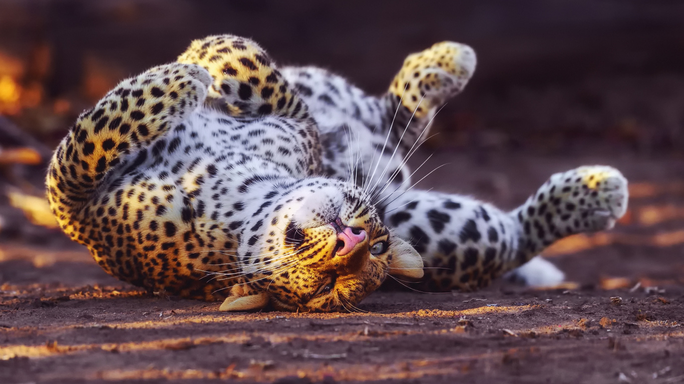 Обои Leopard in Zoo 1366x768