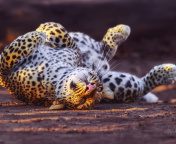 Leopard in Zoo screenshot #1 176x144