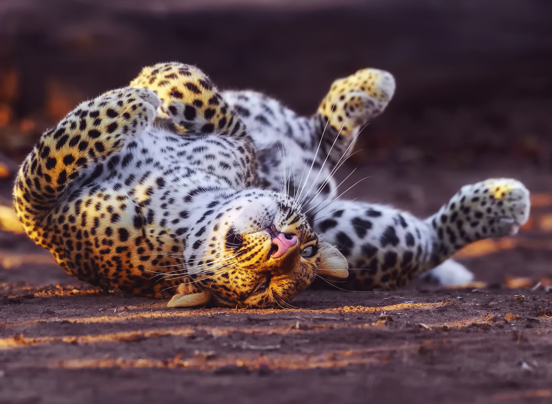 Fondo de pantalla Leopard in Zoo 1920x1408