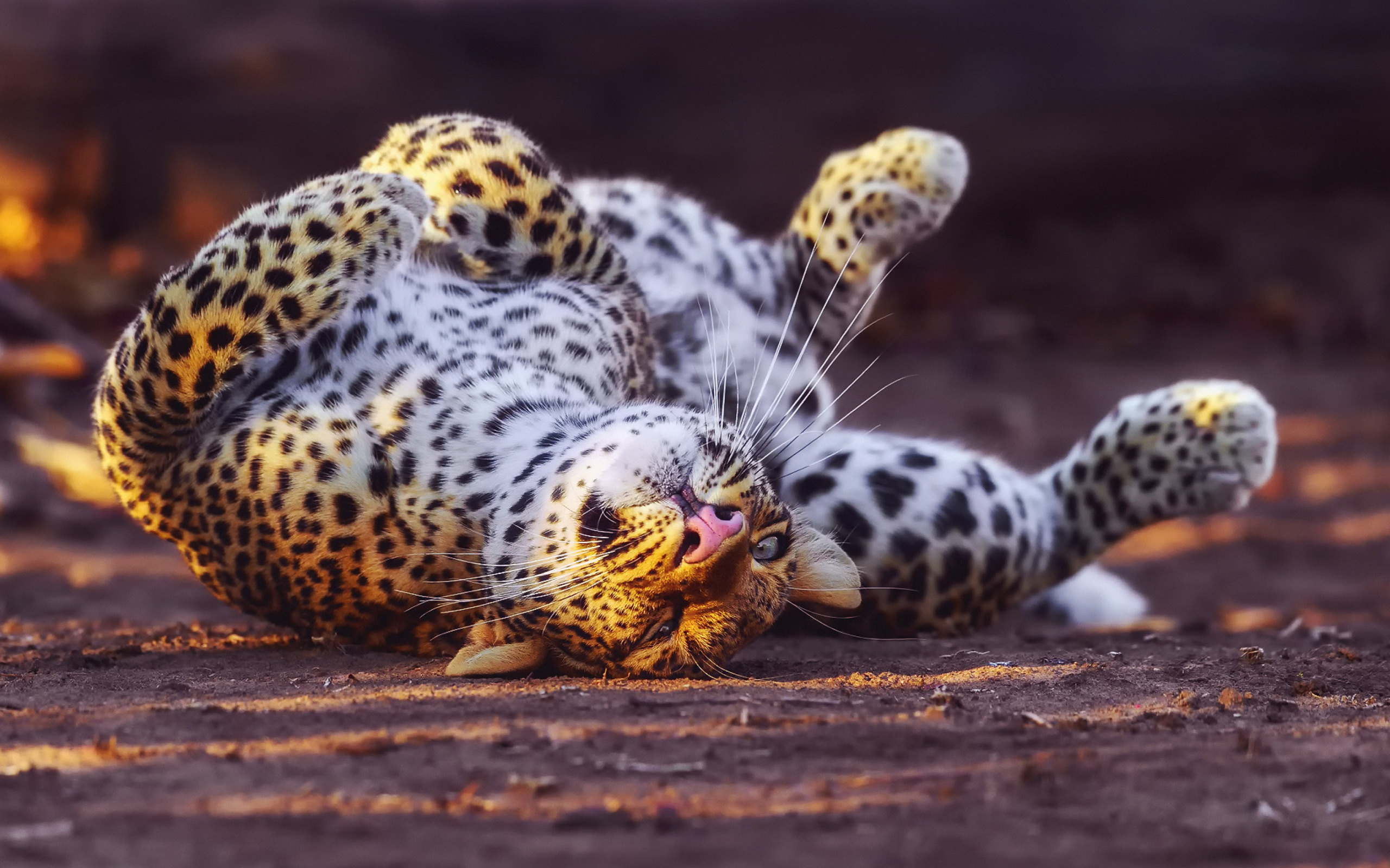 Leopard in Zoo wallpaper 2560x1600