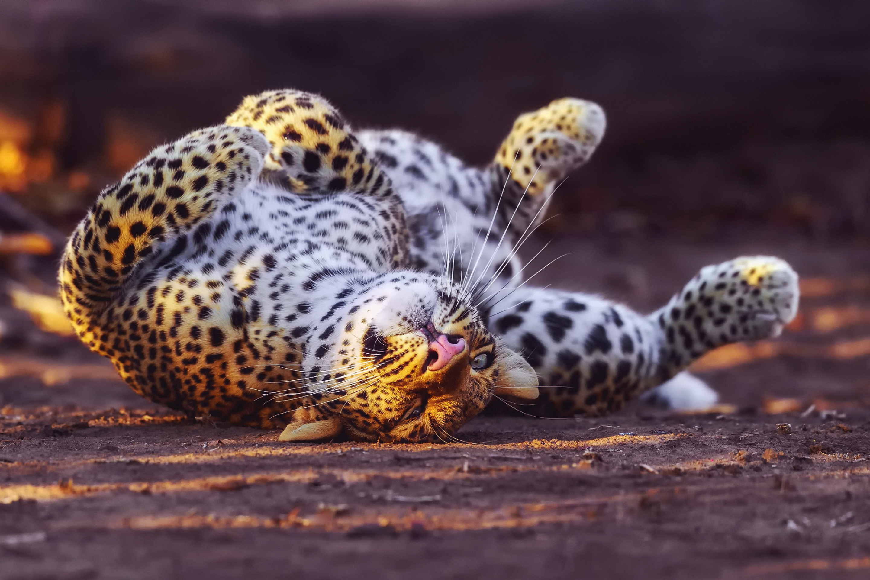 Fondo de pantalla Leopard in Zoo 2880x1920