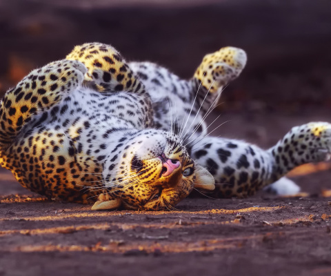 Leopard in Zoo wallpaper 480x400