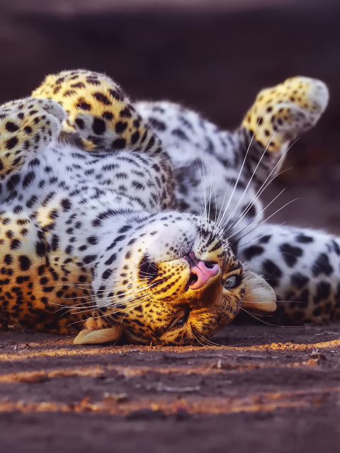 Das Leopard in Zoo Wallpaper 480x640